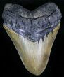 Serrated Megalodon Tooth - North Carolina #29231-1